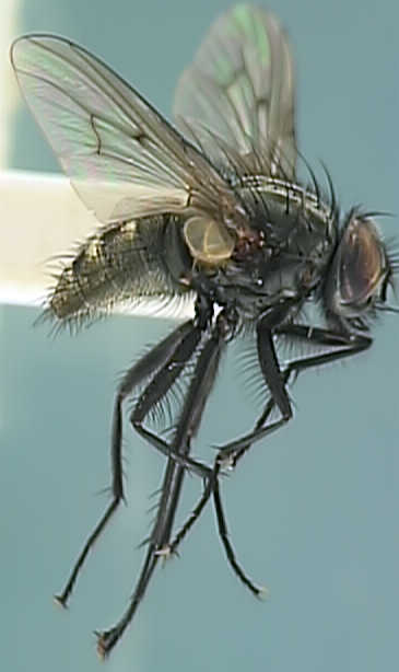 Helina laetifica